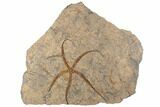 Ordovician Brittle Star (Ophiura) With Cystoids & Crinoids #196742-1